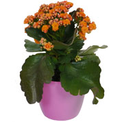 Kalanchoe laranja + Cachep Rosa